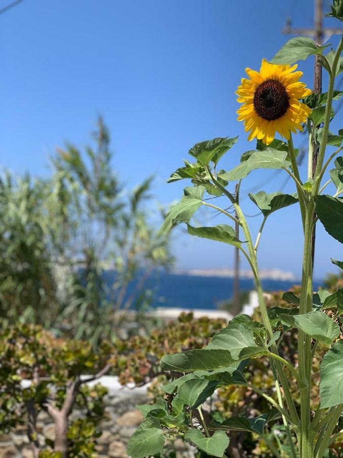 Secret Garden Apartments Mykonos Town Zewnętrze zdjęcie